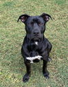 adoptable Dog in  named Onyx