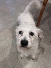 Chip - Photo 2