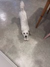 Chip - Photo 3