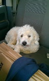 Chip - Photo 4