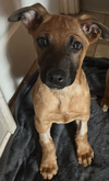 adoptable Dog in dana point, CA named Biggie