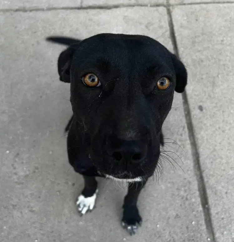 Shadow - Labrador Retriever