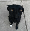 adoptable Dog in  named Shadow