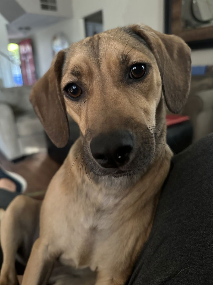 adoptable Dog in Dana Point, CA named Wrigley