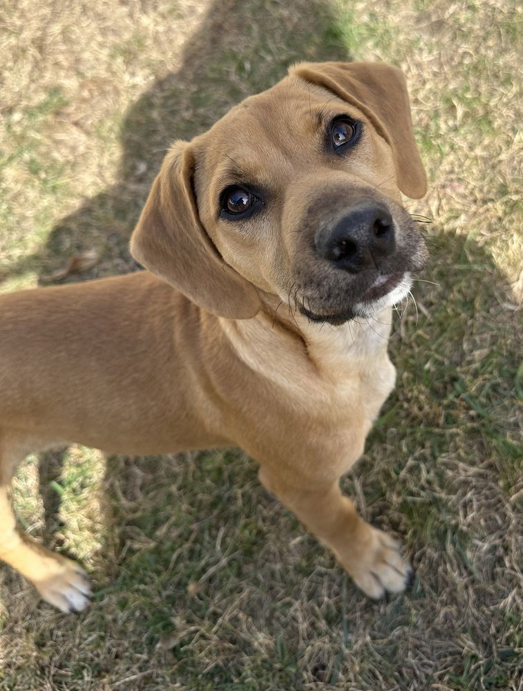 adoptable Dog in Dana Point, CA named Rizzo