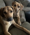 Rizzo - Photo 3