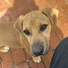 Rizzo - Photo 4