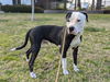 adoptable Dog in  named Valentino