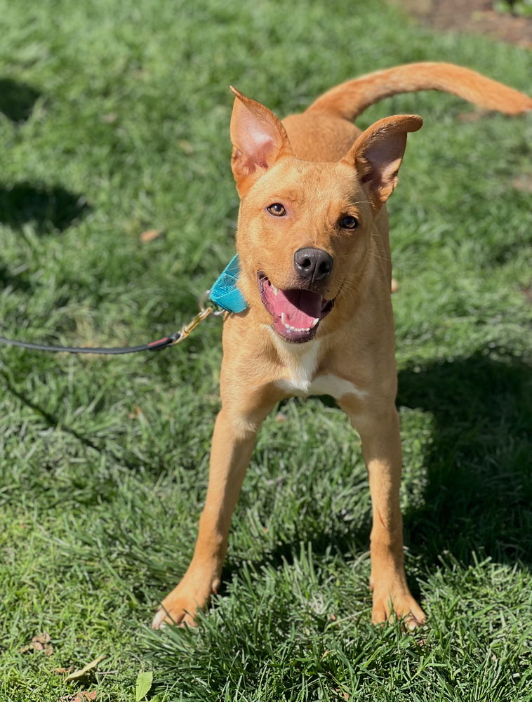 adoptable Dog in Dana Point, CA named Linus