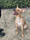 Linus - Photo 2