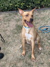 Linus - Photo 4