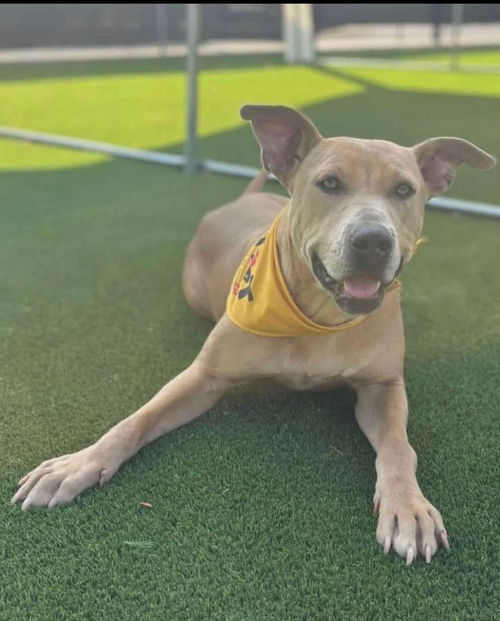 LUCINDA - Shepherd / Pit Bull Terrier available for adoption