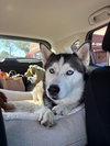 Zoey - Photo 1