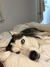 Zoey - Photo 2