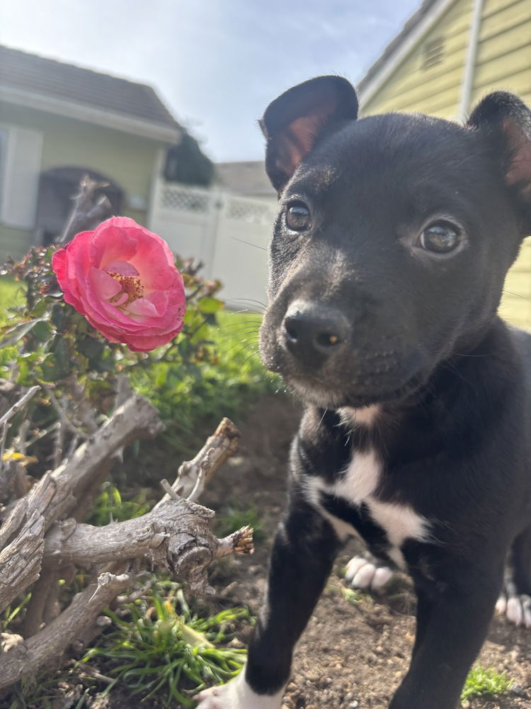 adoptable Dog in Dana Point, CA named Coral