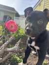 adoptable Dog in  named Coral