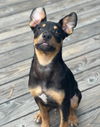 adoptable Dog in  named Reef