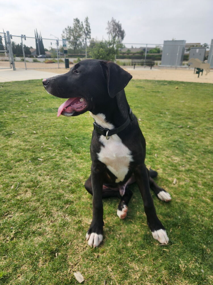 adoptable Dog in Dana Point, CA named Jetty