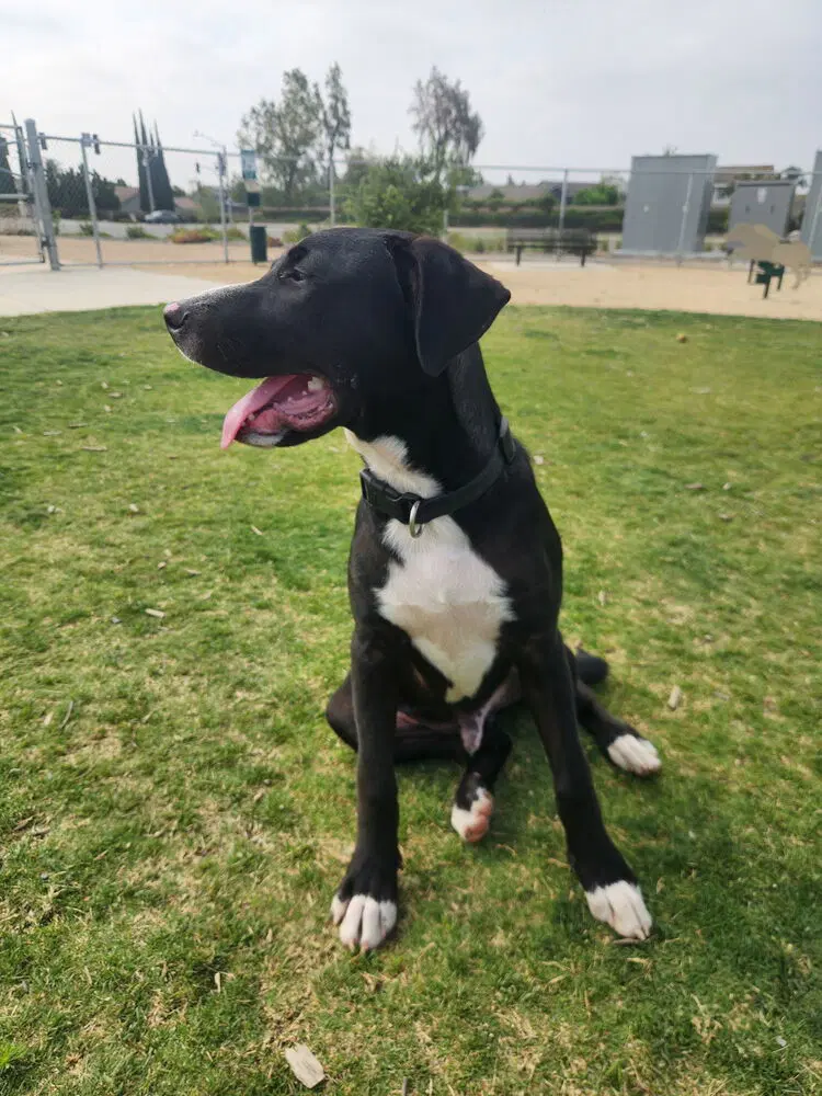 Jetty - Labrador Retriever
