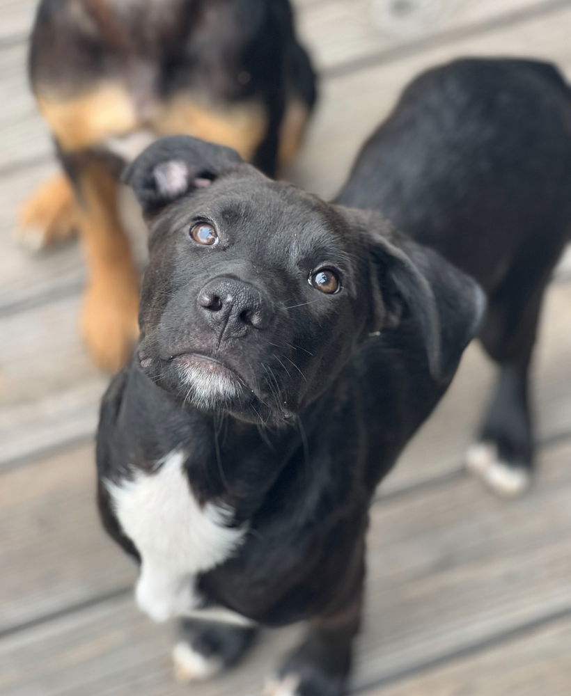 adoptable Dog in Dana Point, CA named Baja