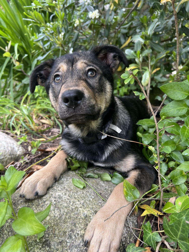 adoptable Dog in Dana Point, CA named Doyle