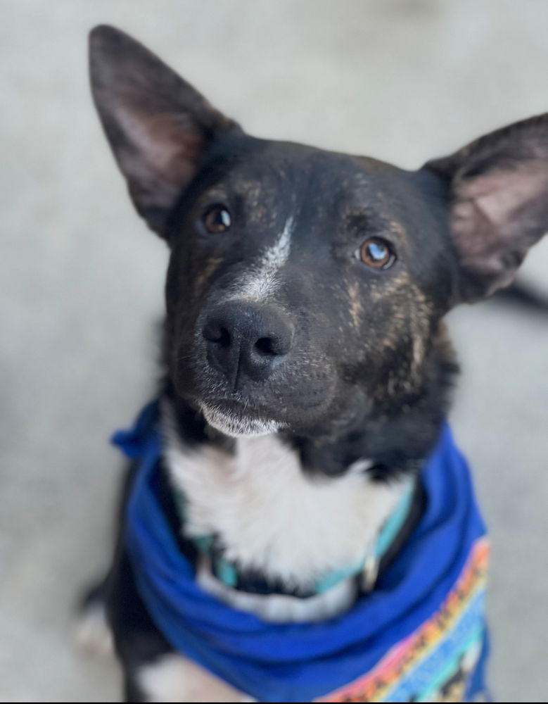 adoptable Dog in Dana Point, CA named Colby
