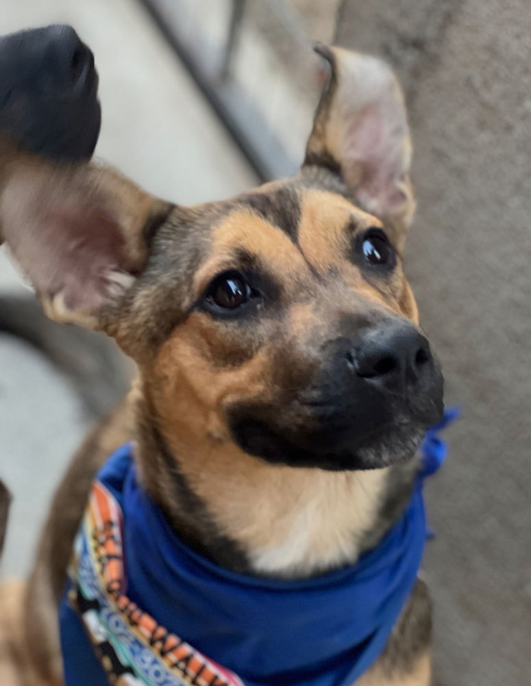 adoptable Dog in Dana Point, CA named Cassidy