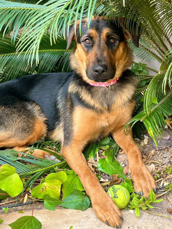 adoptable Dog in Dana Point, CA named Quincey
