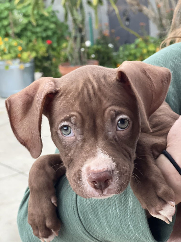 adoptable Dog in Dana Point, CA named Dory