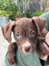 adoptable Dog in  named Dory