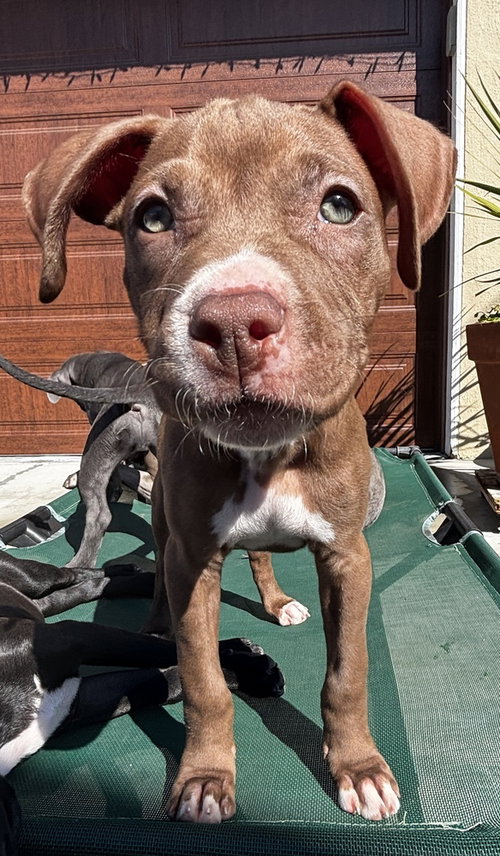 DORY - Staffordshire Bull Terrier available for adoption