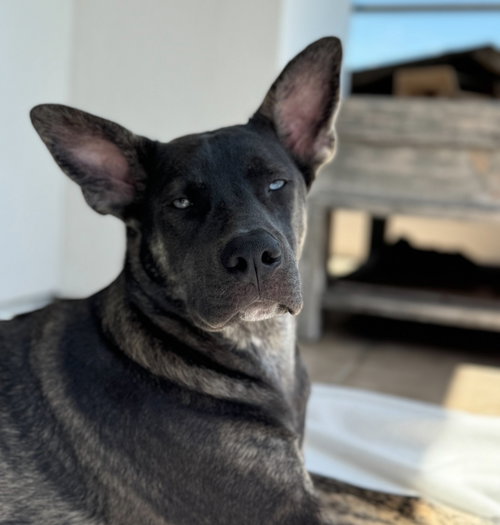 SKY - Shepherd available for adoption