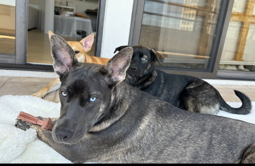 SKY - Shepherd available for adoption