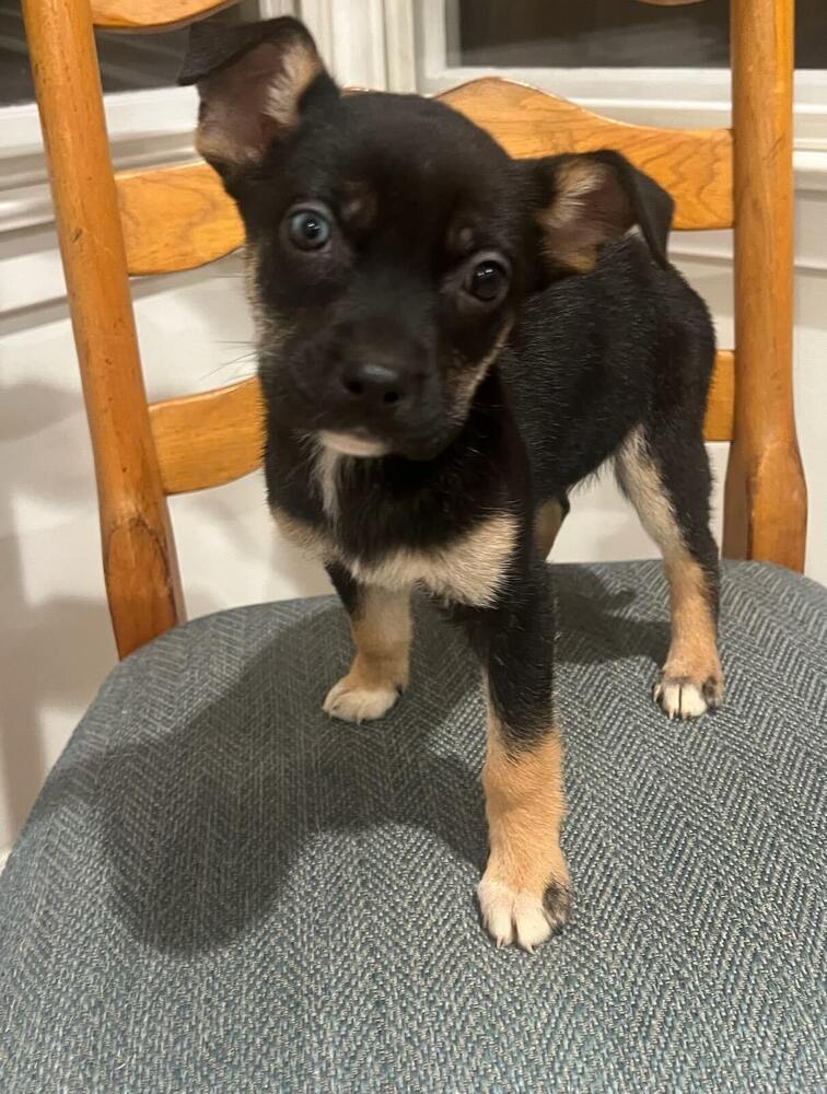 adoptable Dog in Dana Point, CA named Stitch