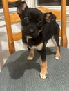 adoptable Dog in  named Stitch