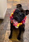 adoptable Dog in  named Loki