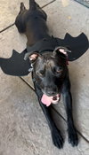 Loki - Photo 2