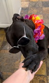 Loki - Photo 3