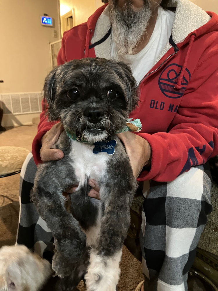 adoptable Dog in Dana Point, CA named Baba