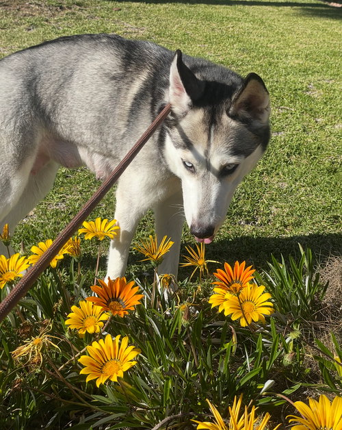 STAR - Husky available for adoption