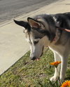 Star - Photo 3