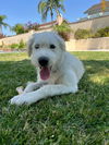 adoptable Dog in  named Otis