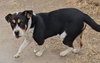 Maximus - Photo 2