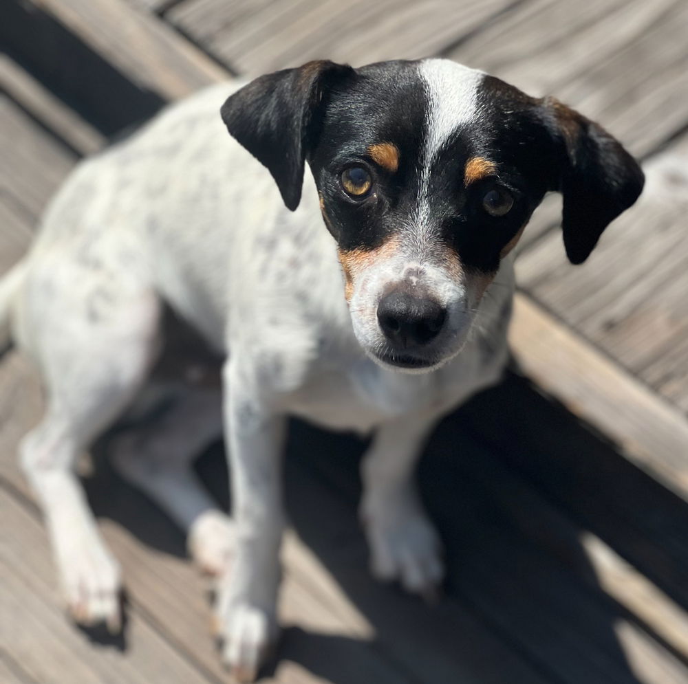 adoptable Dog in Dana Point, CA named Pete