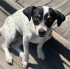 adoptable Dog in  named Pete