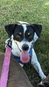 Pete - Photo 2