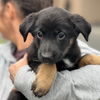 adoptable Dog in  named Dashy