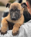 adoptable Dog in  named Captain