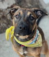 adoptable Dog in  named Duke