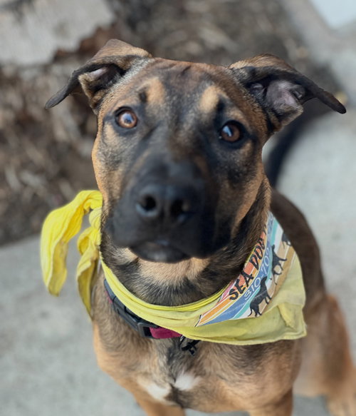 DUKE - Shepherd / Beagle available for adoption